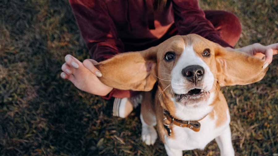 Cute Beagle with big ears
