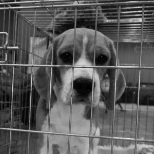 Beagle in Cage