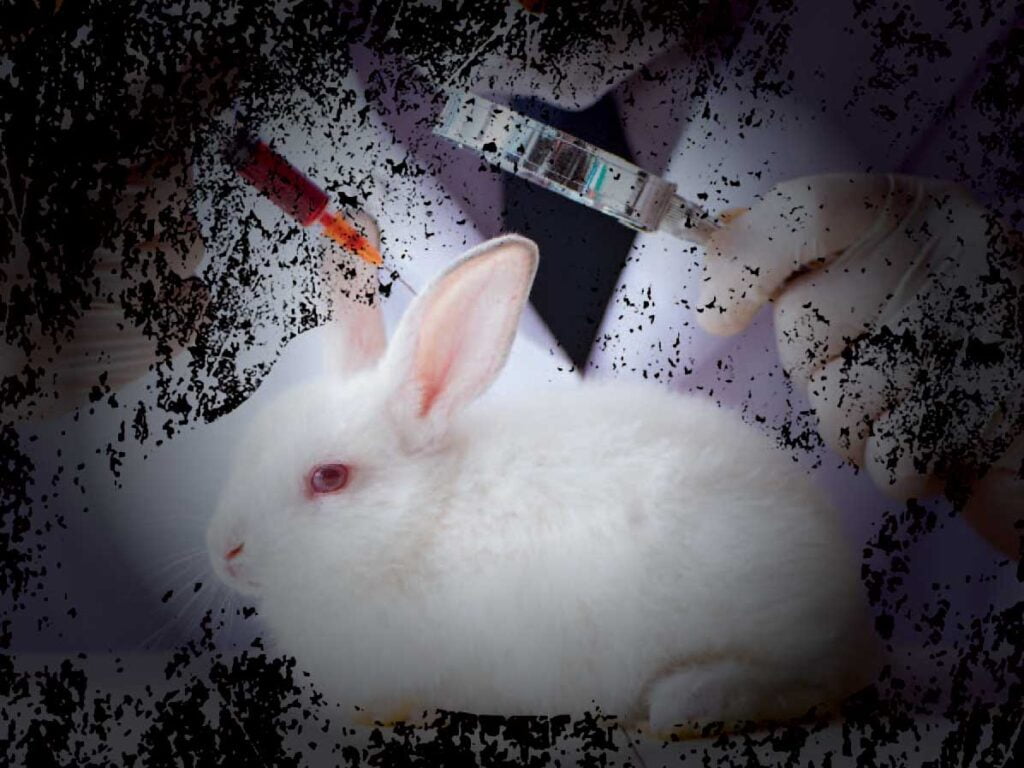 Bunny used for cosmetic testing