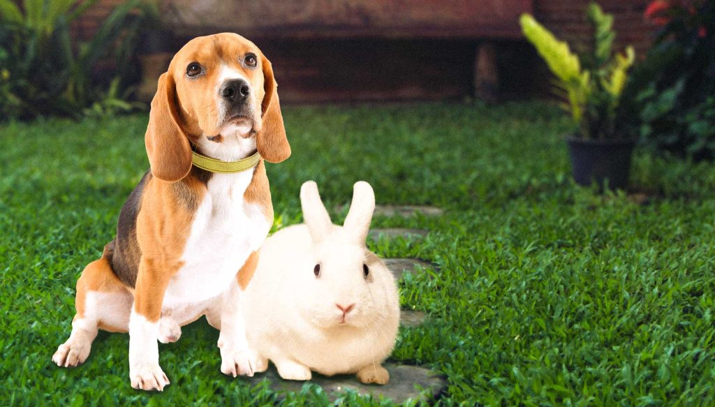 Beagle and Bunny - Shop Cruelty Free