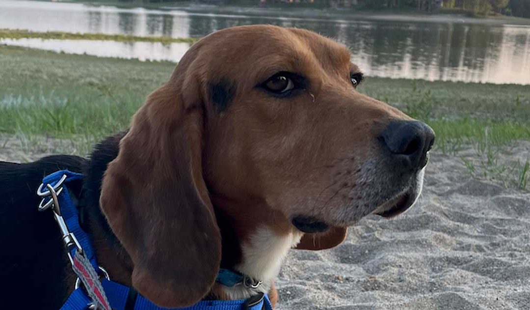Roscoe