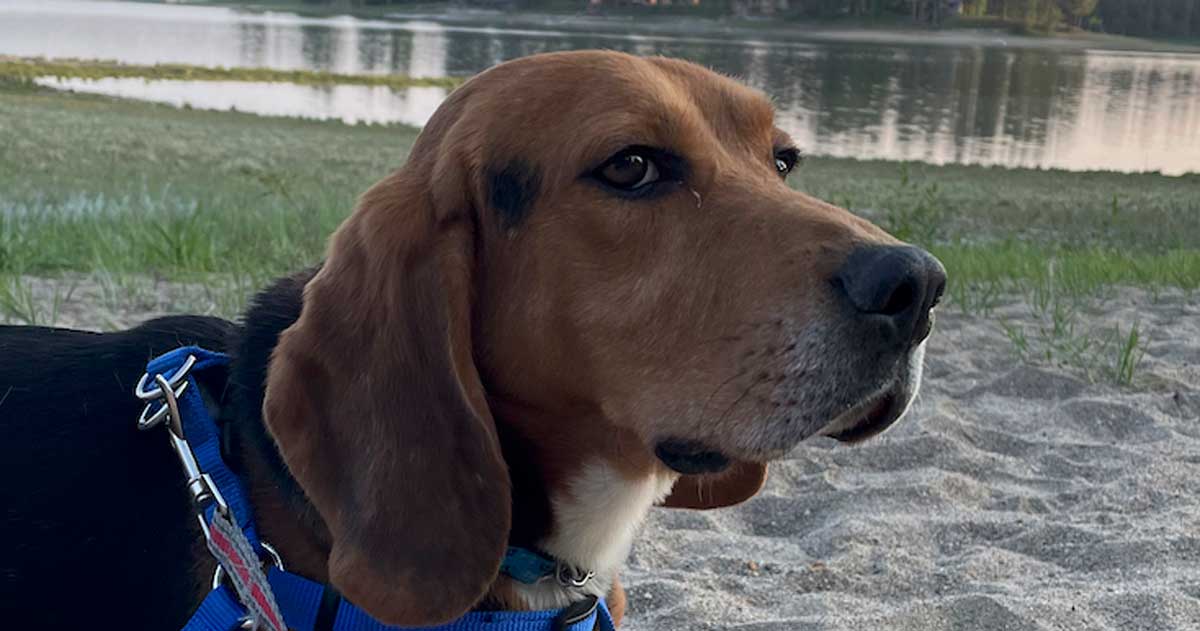 Roscoe