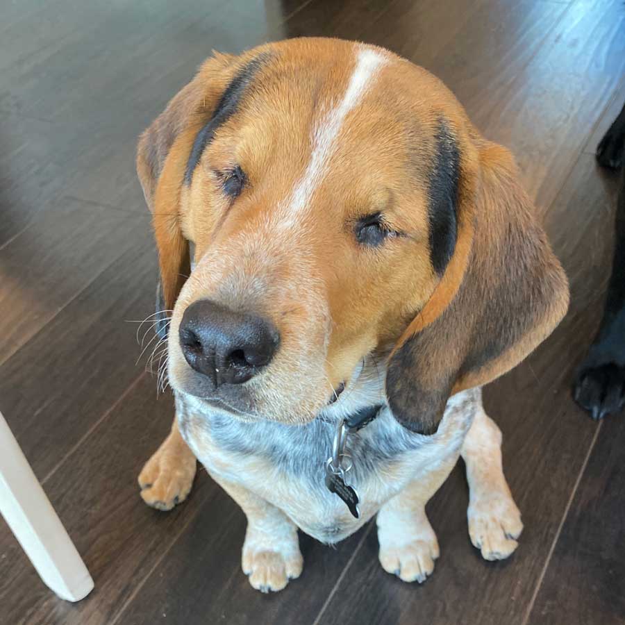 Sammy the Beagle, Male, 6 months, blue tick tri-colour, Peterborough, Ontario