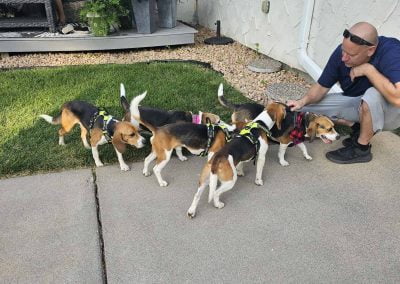 Happy Beagles getting some pets