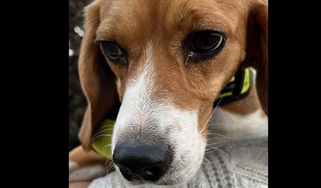 Axel