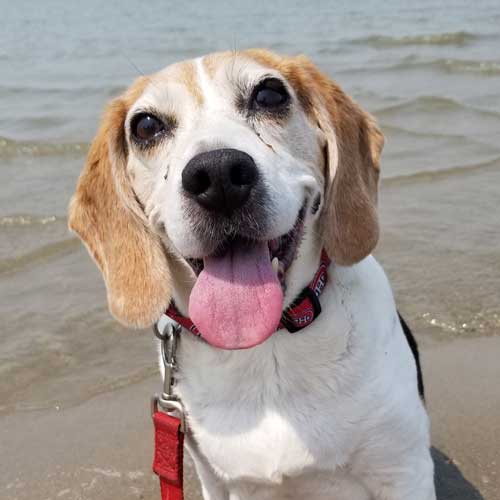 In Memory of Buddy