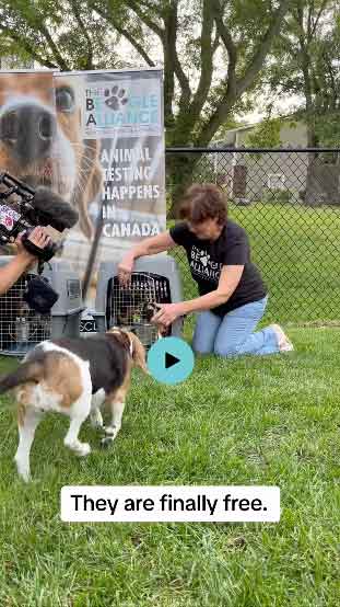 3 Beagles rescued from Laboratory Testing Facility