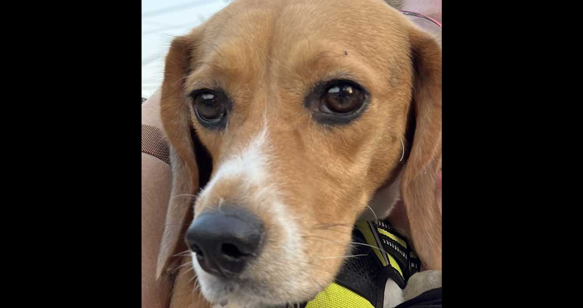 Otis
