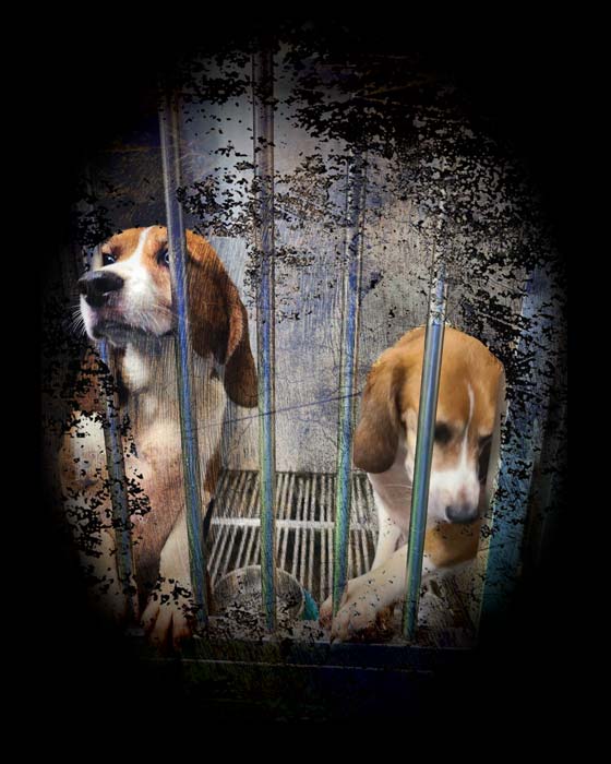 Two beagles in research laboratory cage.