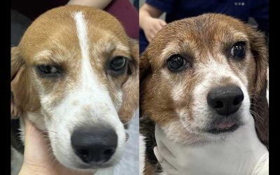 Lucy and Charlie – The Peanuts Rescue Update