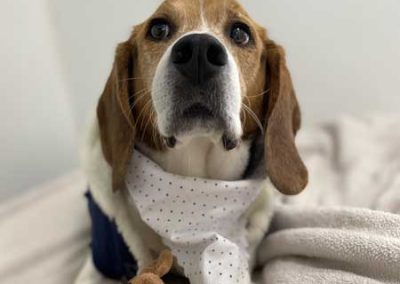 Boris the Beagle recovering well