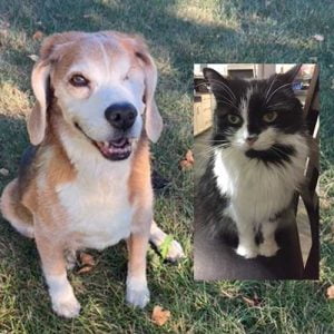 Tribute to great friends, Copper the Beagle and Angel the Cat