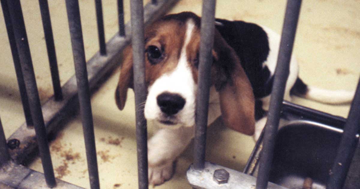 Small sad beagle in lab