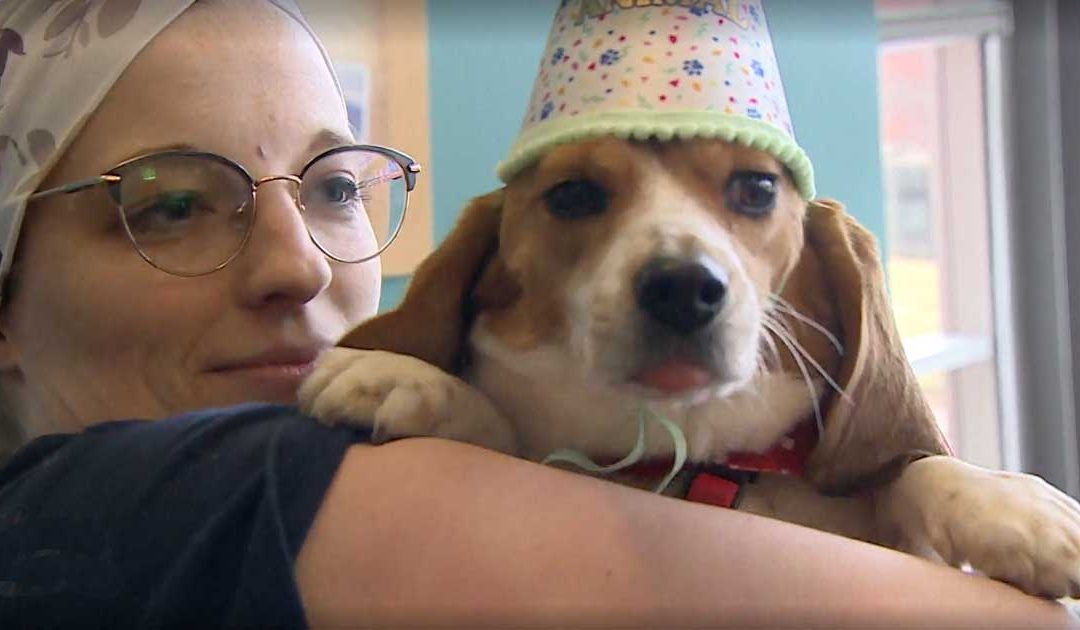 Canadian Veterinary College Releases Beagles