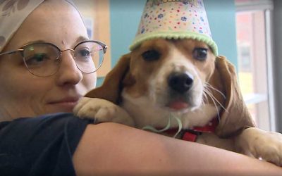 Canadian Veterinary College Releases Beagles