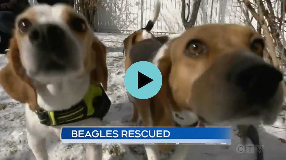 Beagles Rescued from American animal testing facility