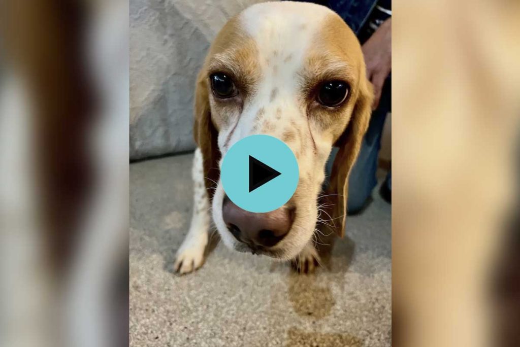 10 Beagles rescued from U.S. research facilities