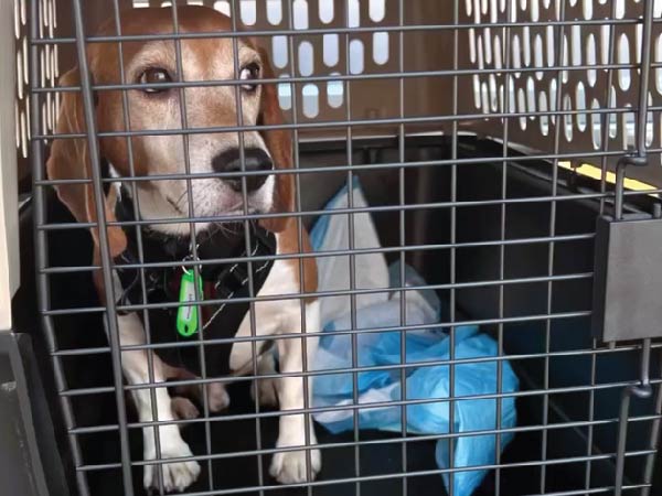 Beagle rescued from research laboratory