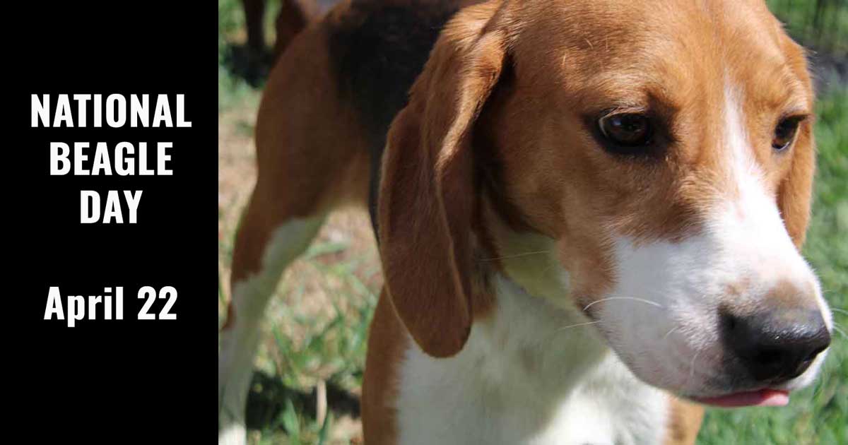 National Beagle Day The Beagle Alliance