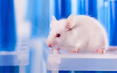 Could AI put an end to animal testing?