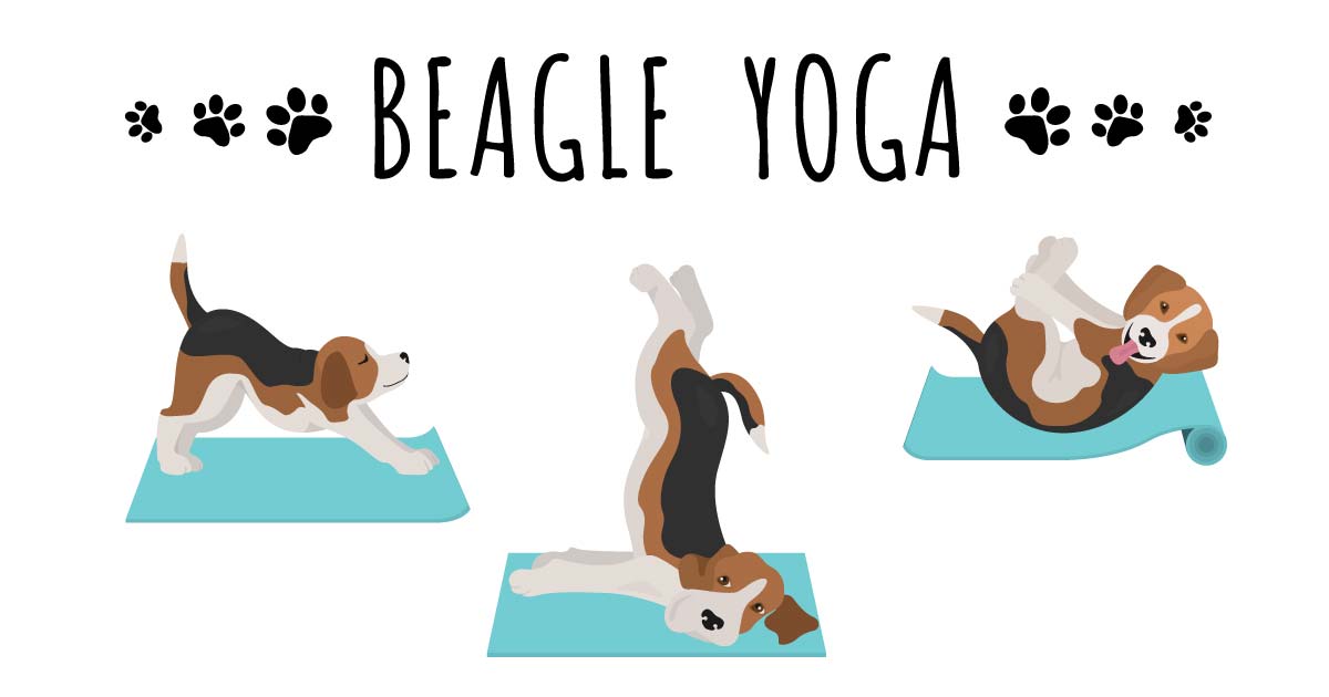 3 beagles doing yoga poses