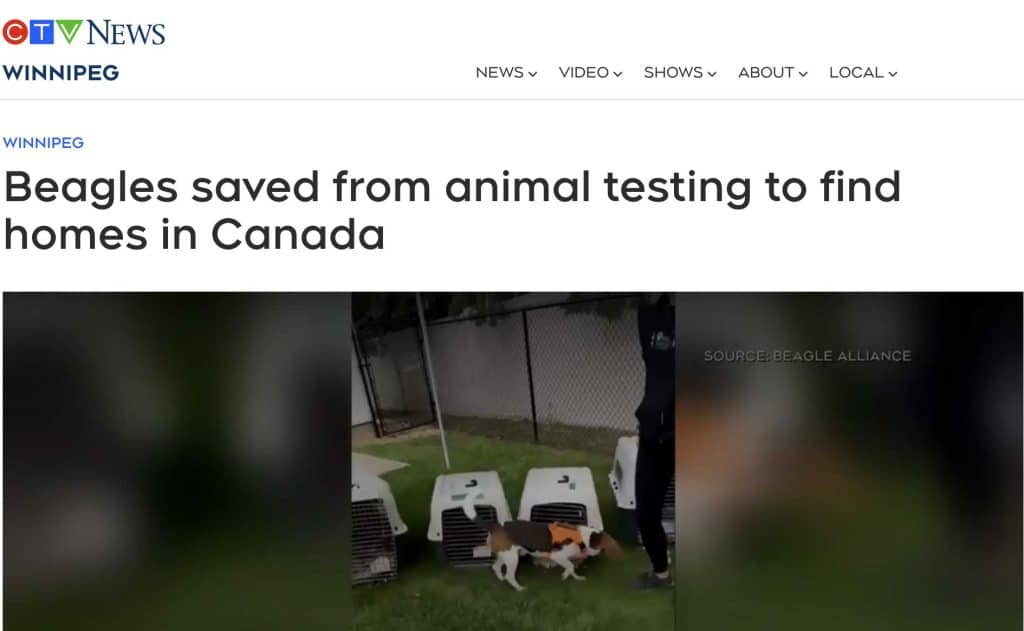 CTV News Winnipeg Beagles saved from animal testing to find homes in Canada