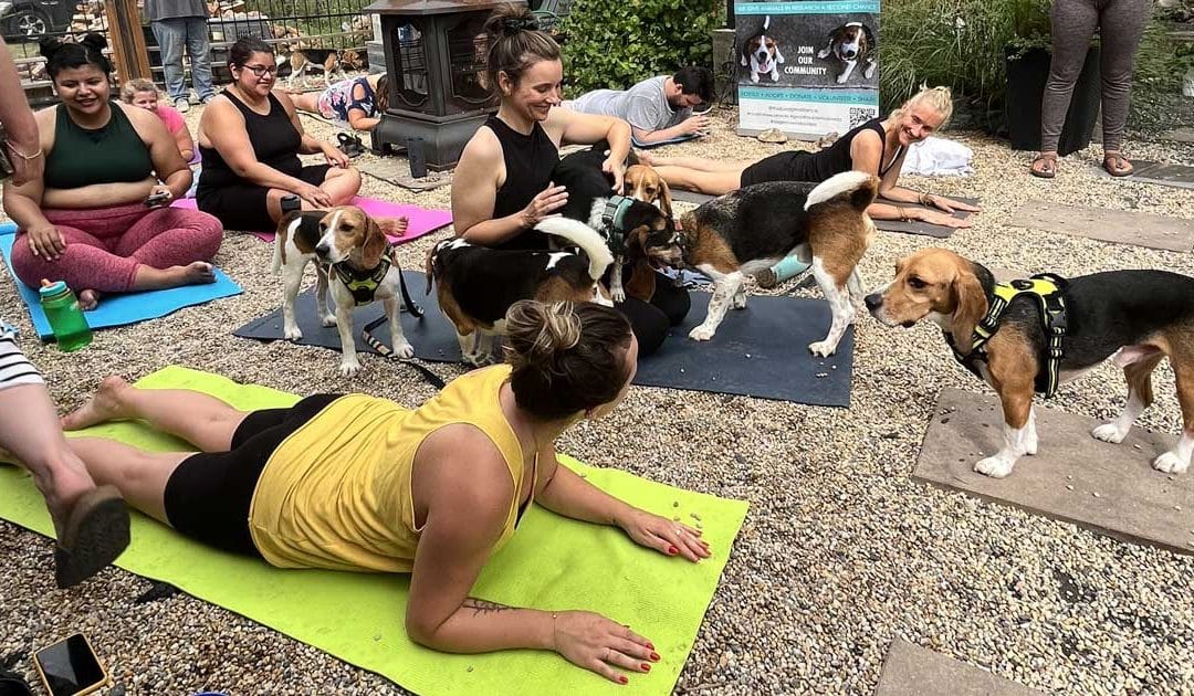 Our 1st Annual Beagle Yoga!