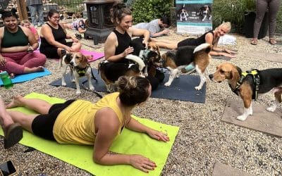 Our 1st Annual Beagle Yoga!