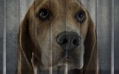 Has hope for animals in Canada been deferred?