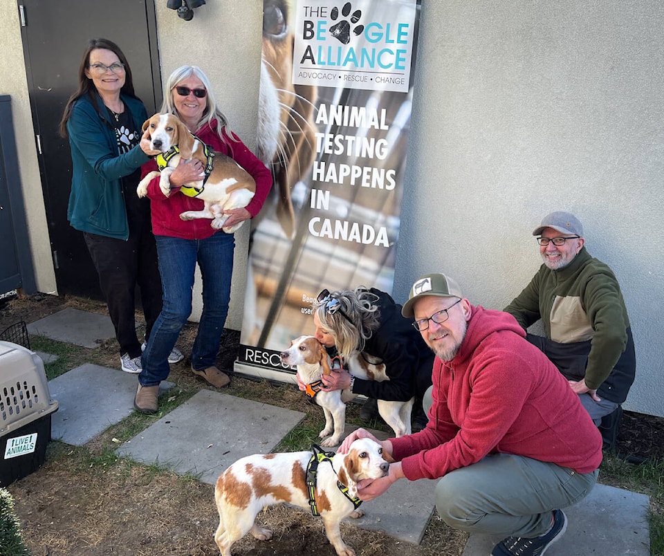 Rescued beagles meeting their new foster families in Kelowna