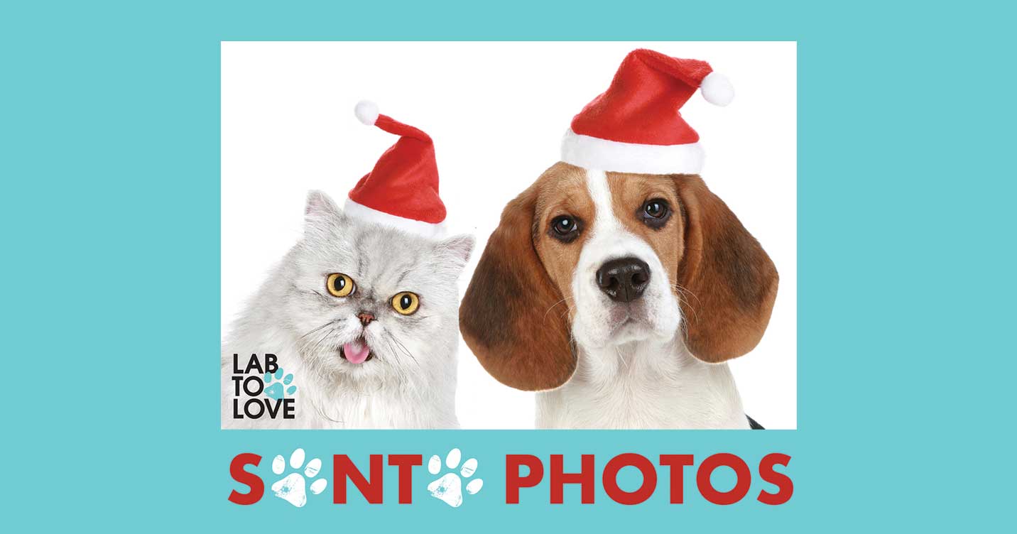 Cat & Beagle with Santa Hats