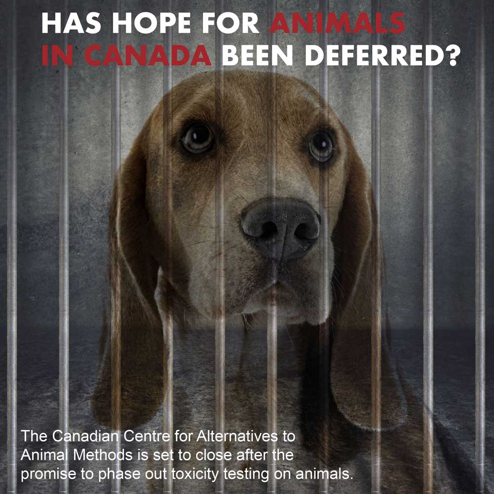 Has hope for the animals in Canada been Deferred?