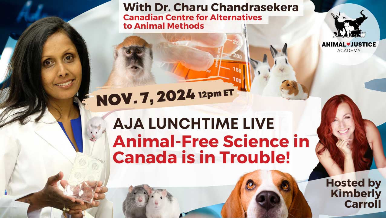 AJA Lunchtime Live Nov. 7, Dr Charu Chandrasekera