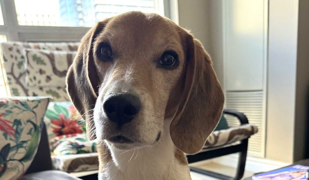 Duke