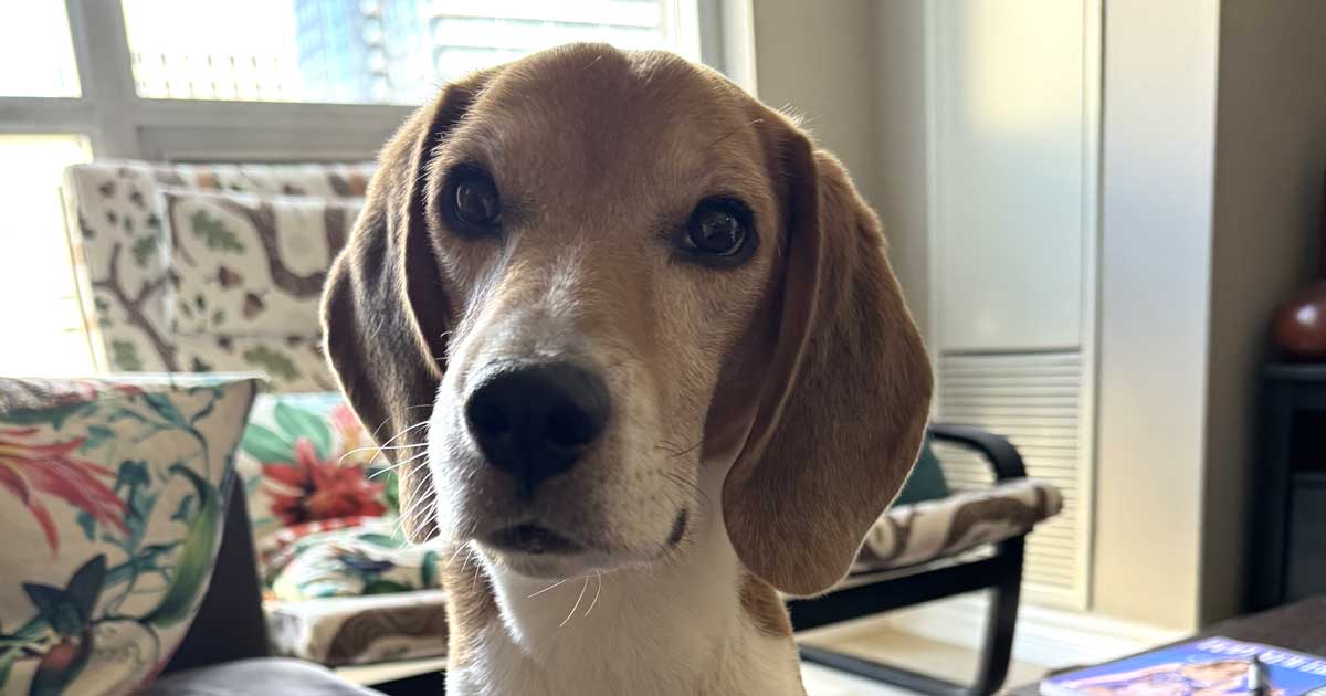 Duke