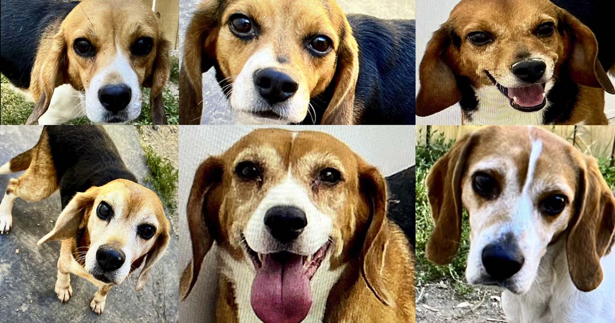 Beagles Released to Foster Homes from Canadian Vet College