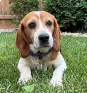 Luna the Beagle, abandoned and neglected in Manitoba