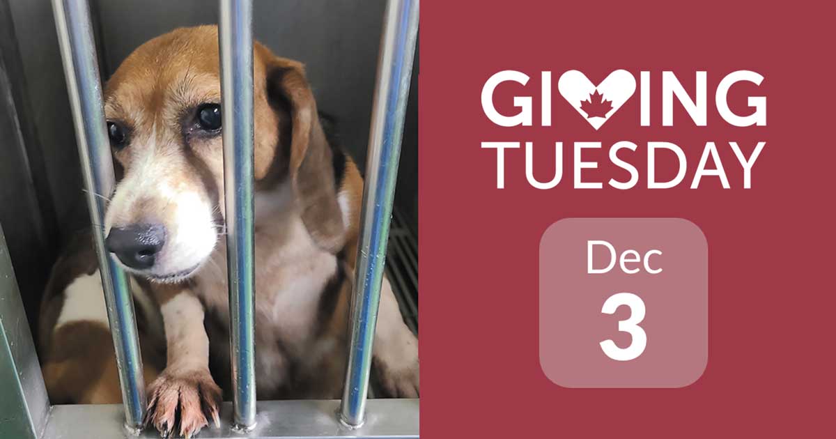 Giving Tuesday 2024 banner with beagle behind bars in research laboratory