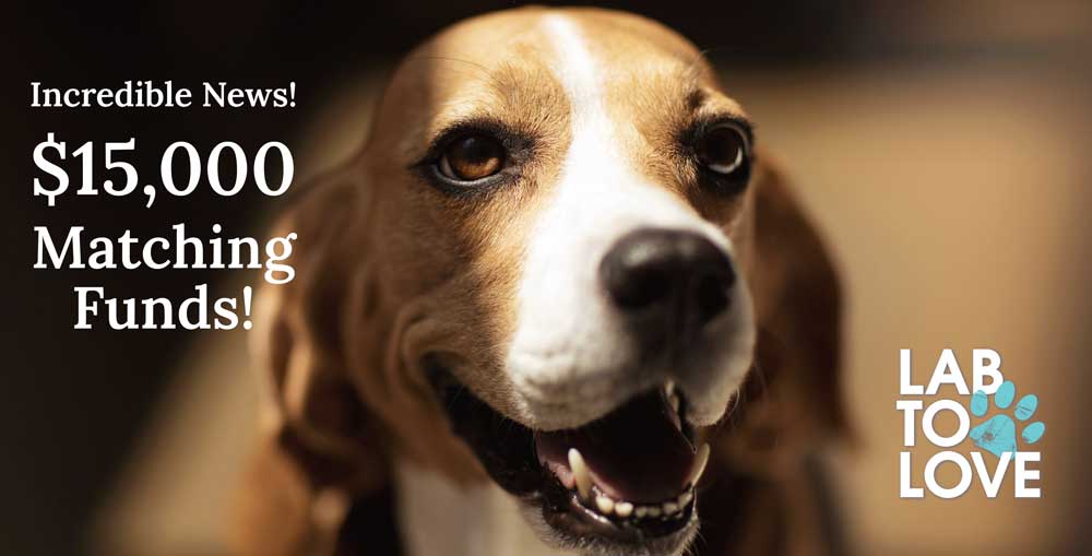 Beagle Smiling for $15K in Matching Funds