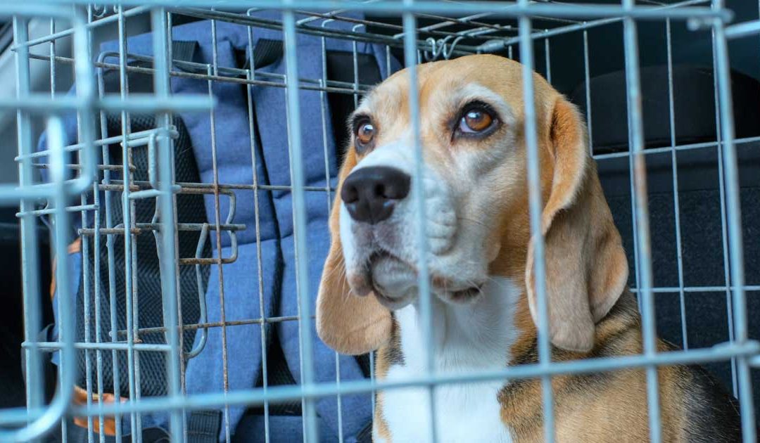 CCAC Animal Data Report 2023