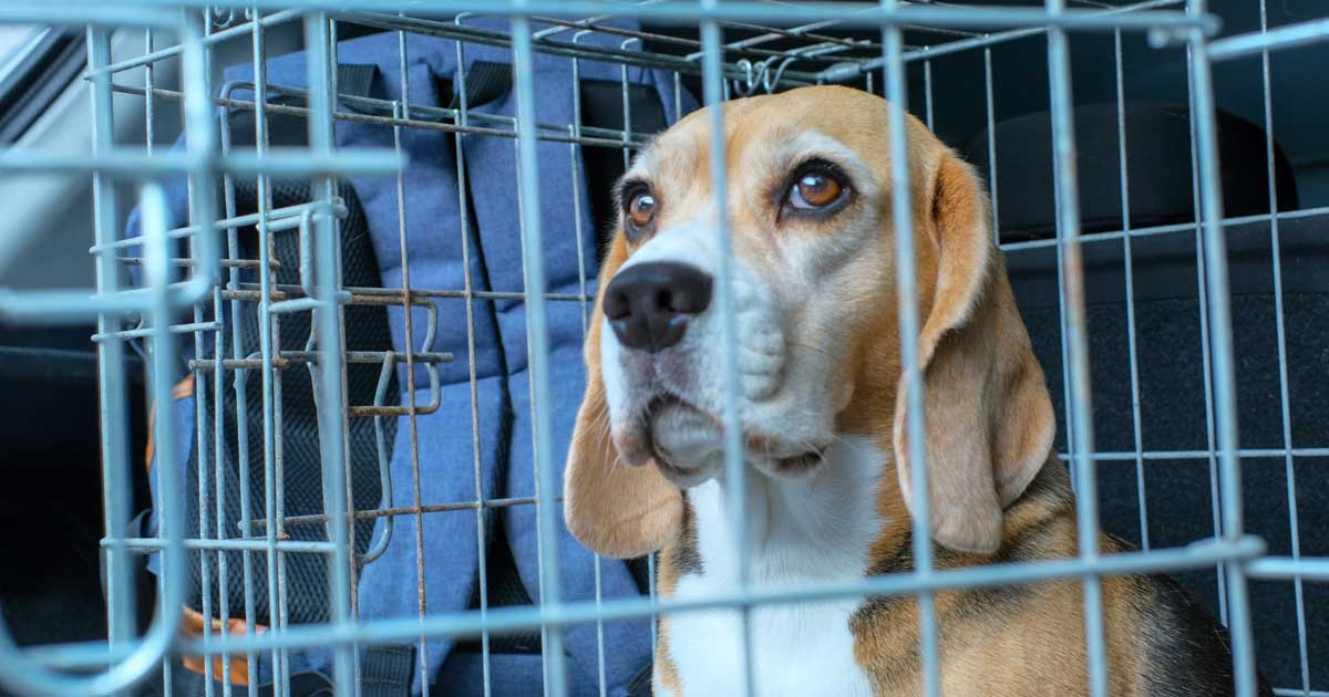 Beagles Released to Foster Homes from Canadian Vet College