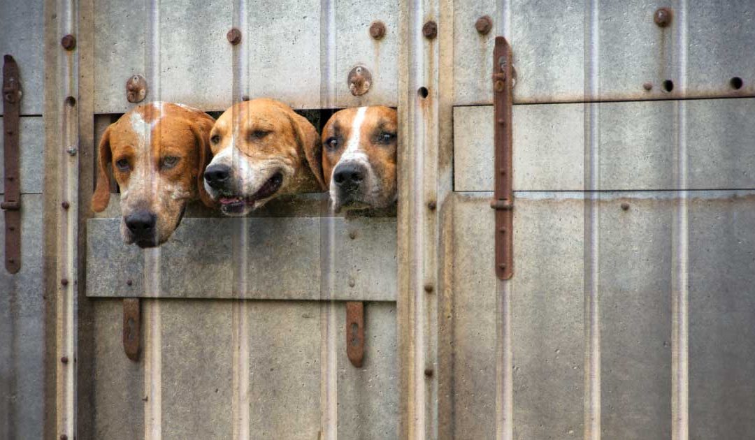 Cuts to Animal Research in U.S.?