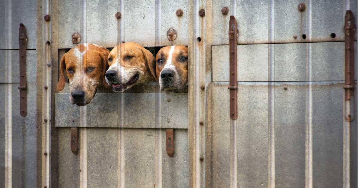 Beagles Released to Foster Homes from Canadian Vet College