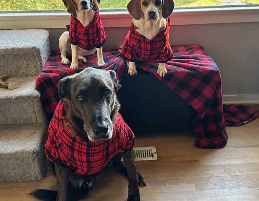 Love Letter to Barkley Tanna & Freya
