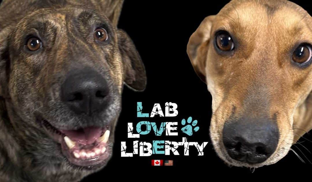 Release the Hounds Rescue – March 2025