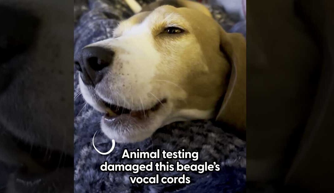 Snoop – The Dodo