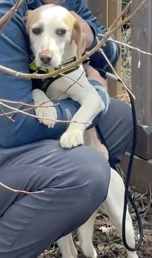 Adam the Beagle, rescued from research facility