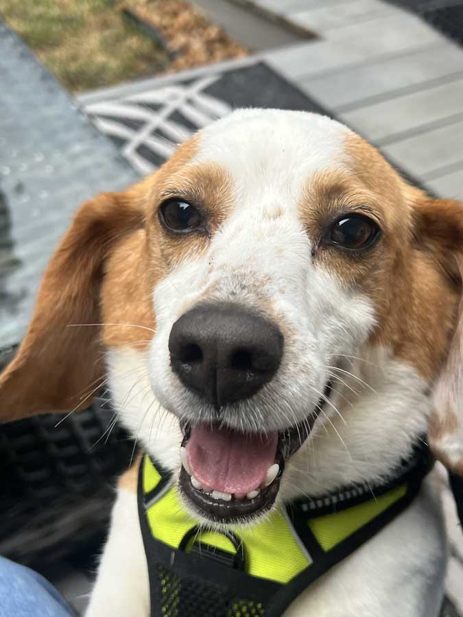 Delilah the Beagle, rescued from research facility
