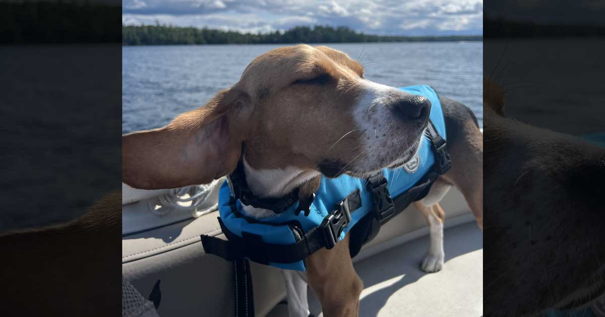 Blue the Beagle enjoying a boat ride