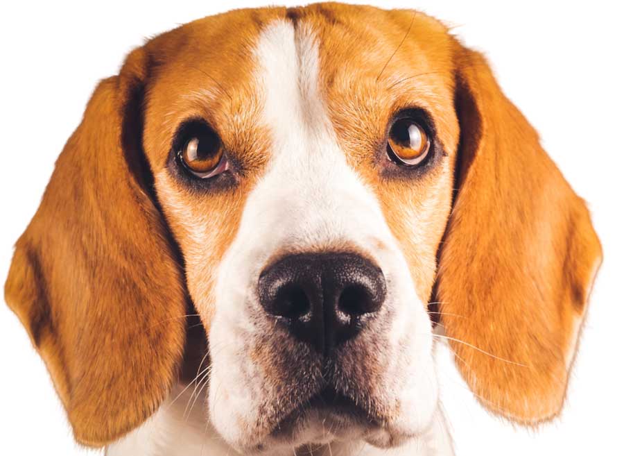 Research Beagle